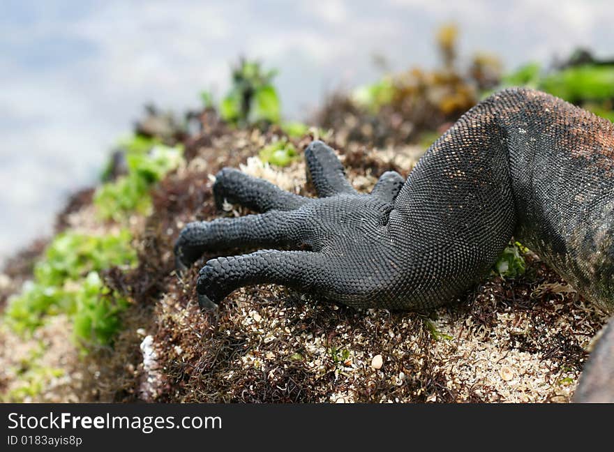 A close up of the foot on a galapagos marine iguana. A close up of the foot on a galapagos marine iguana