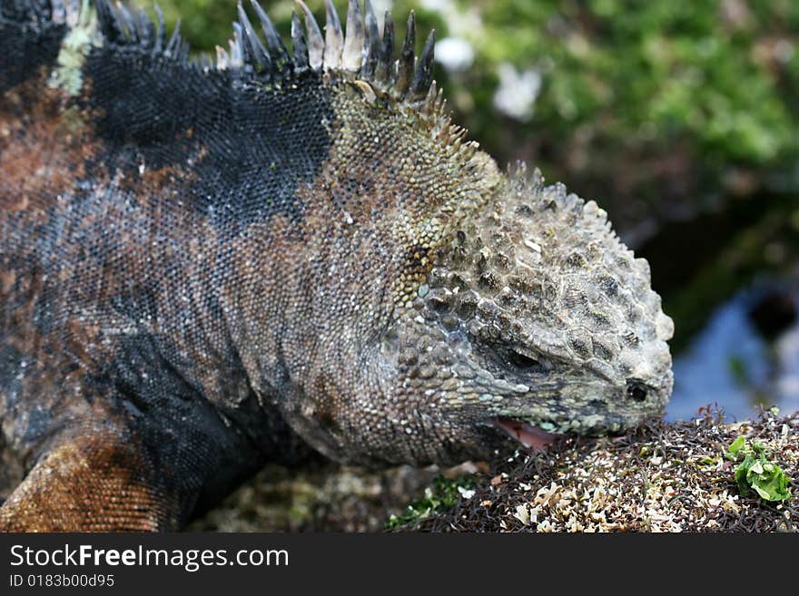 A marine iguana munches on plants growing on a rock. A marine iguana munches on plants growing on a rock