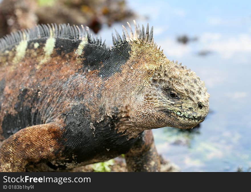 A marine iguana on the shores of the Galapagos Islands