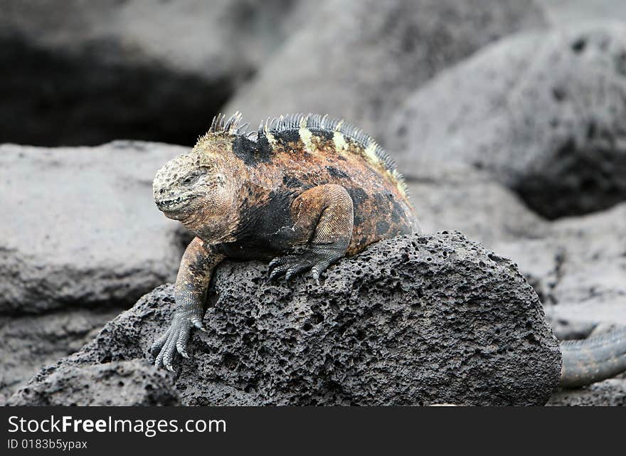 Marine iguana crawling over volcanic rocks in the galapagos islands