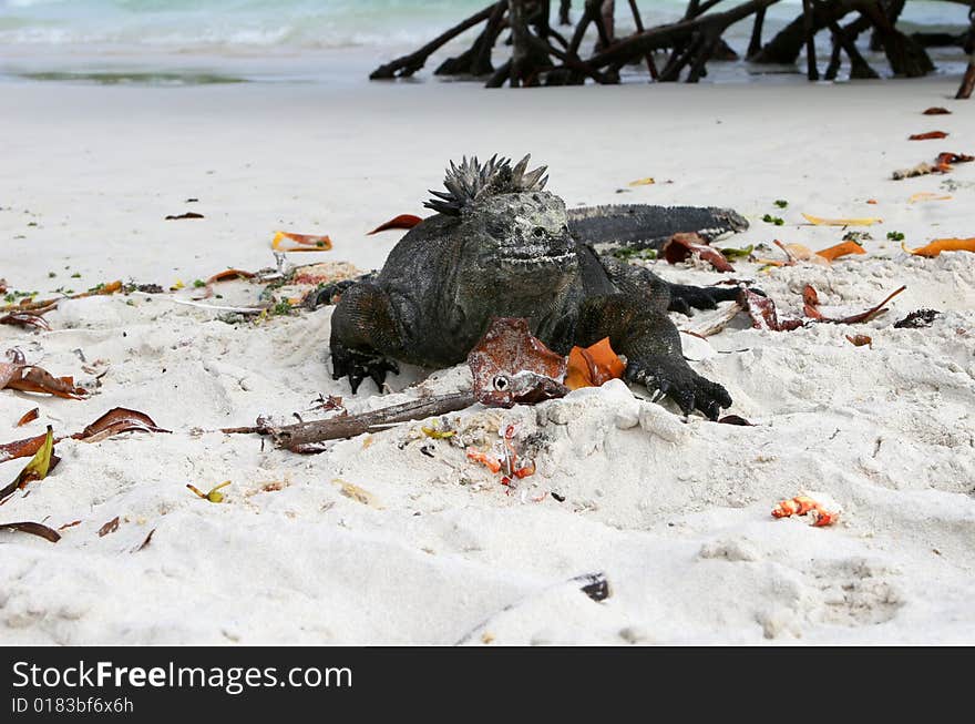 A beautifu marine iguana resting on a sandy beach