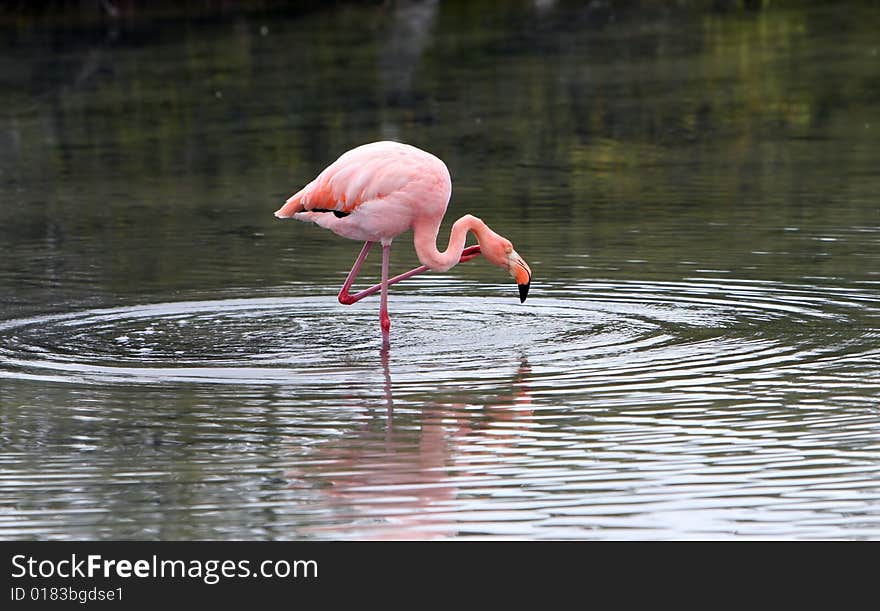 A pink flamingo on the hunt for food in a small brackish lake. A pink flamingo on the hunt for food in a small brackish lake