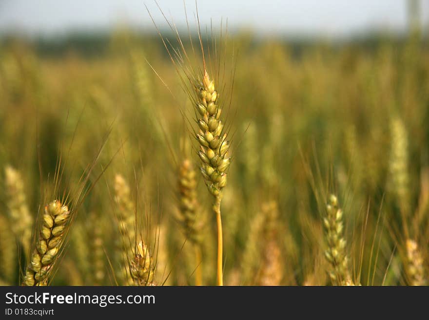 Search for the best wheat in life