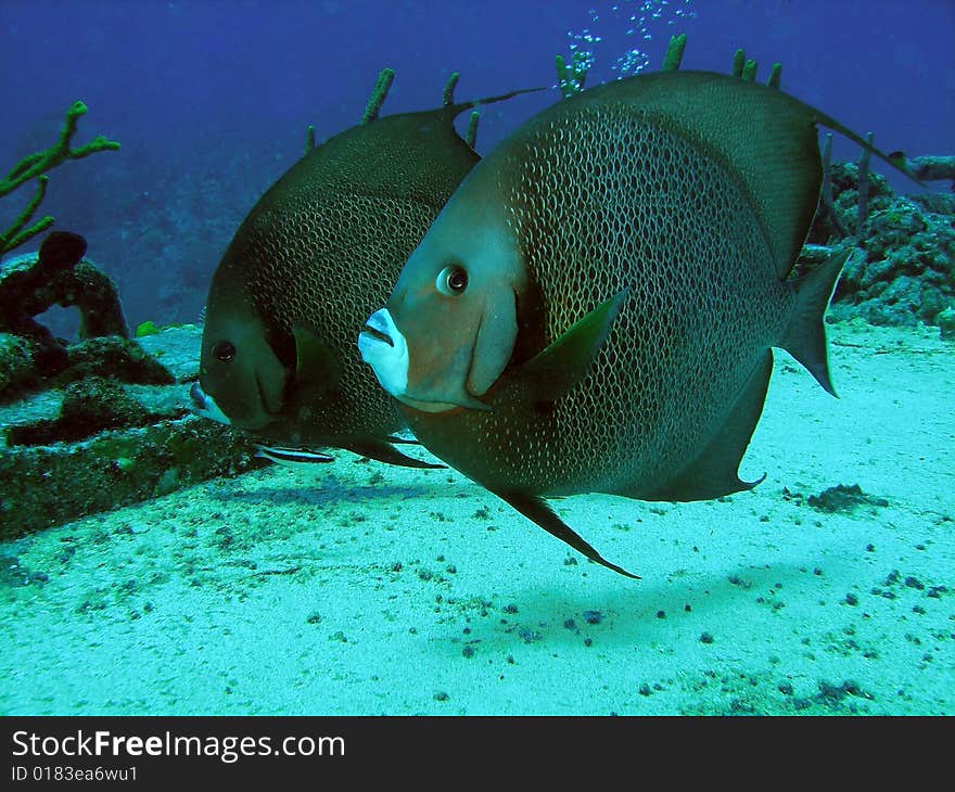 Pair of grey angel fish, Sunset Reef, Grand Cayman