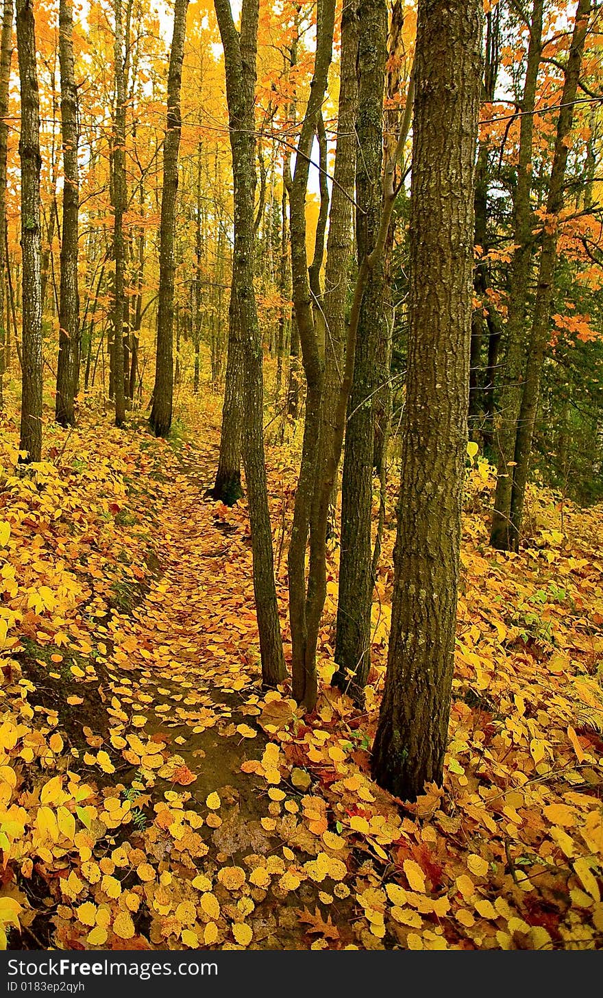 Golden trail through the North Woods of Minnesota in October. Golden trail through the North Woods of Minnesota in October