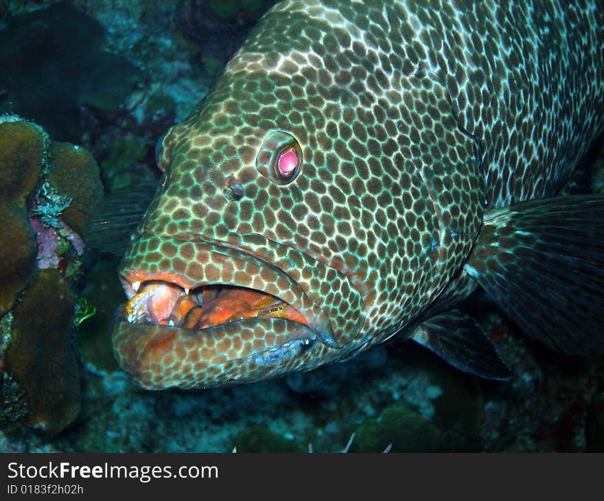 Grouper and teeth, Grand Cayman