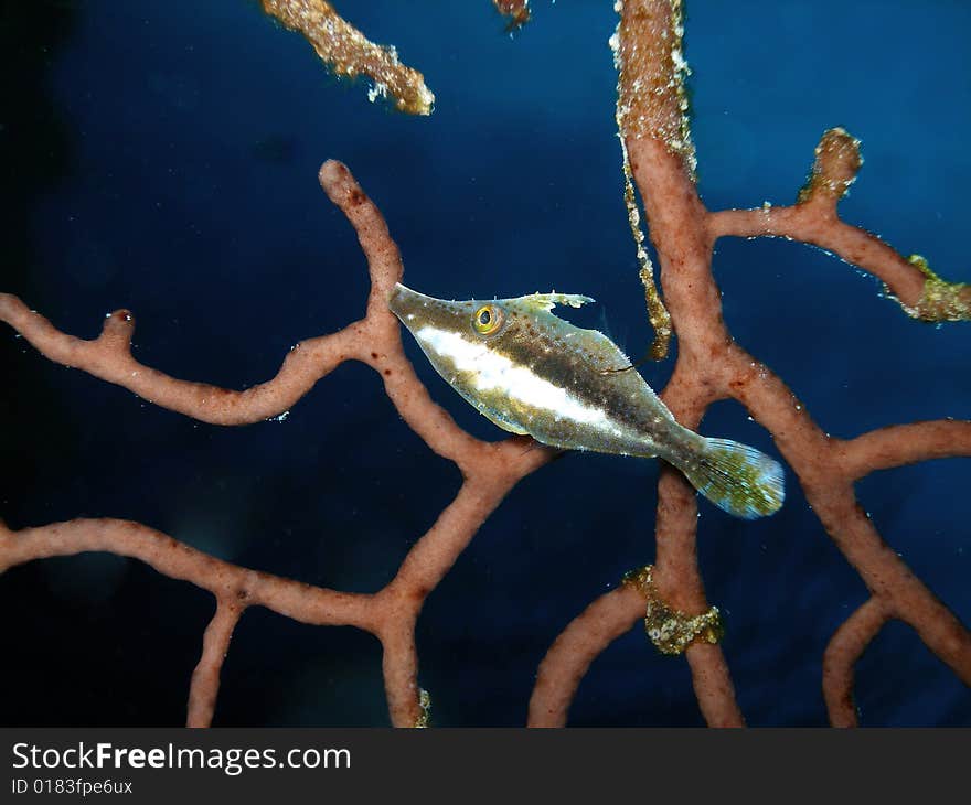 A slender filefish, Grand Cayman