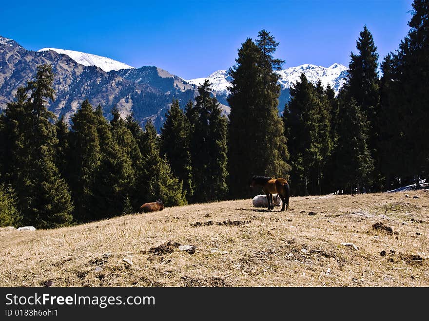 Tianshan Mountain