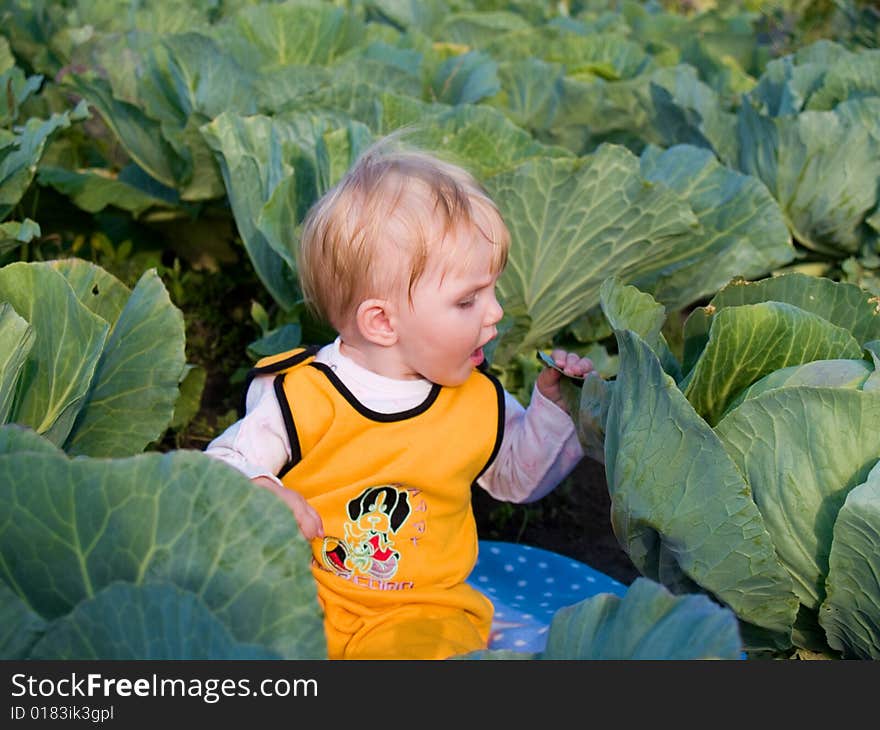 Child eats cabbage