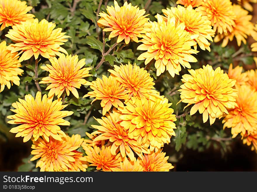 Close up of many blooming chrysanthemum