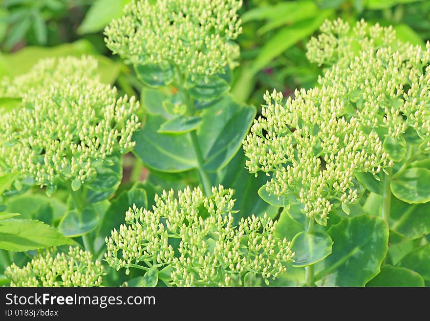 Close up of the green sedum. Green background. Summertime.