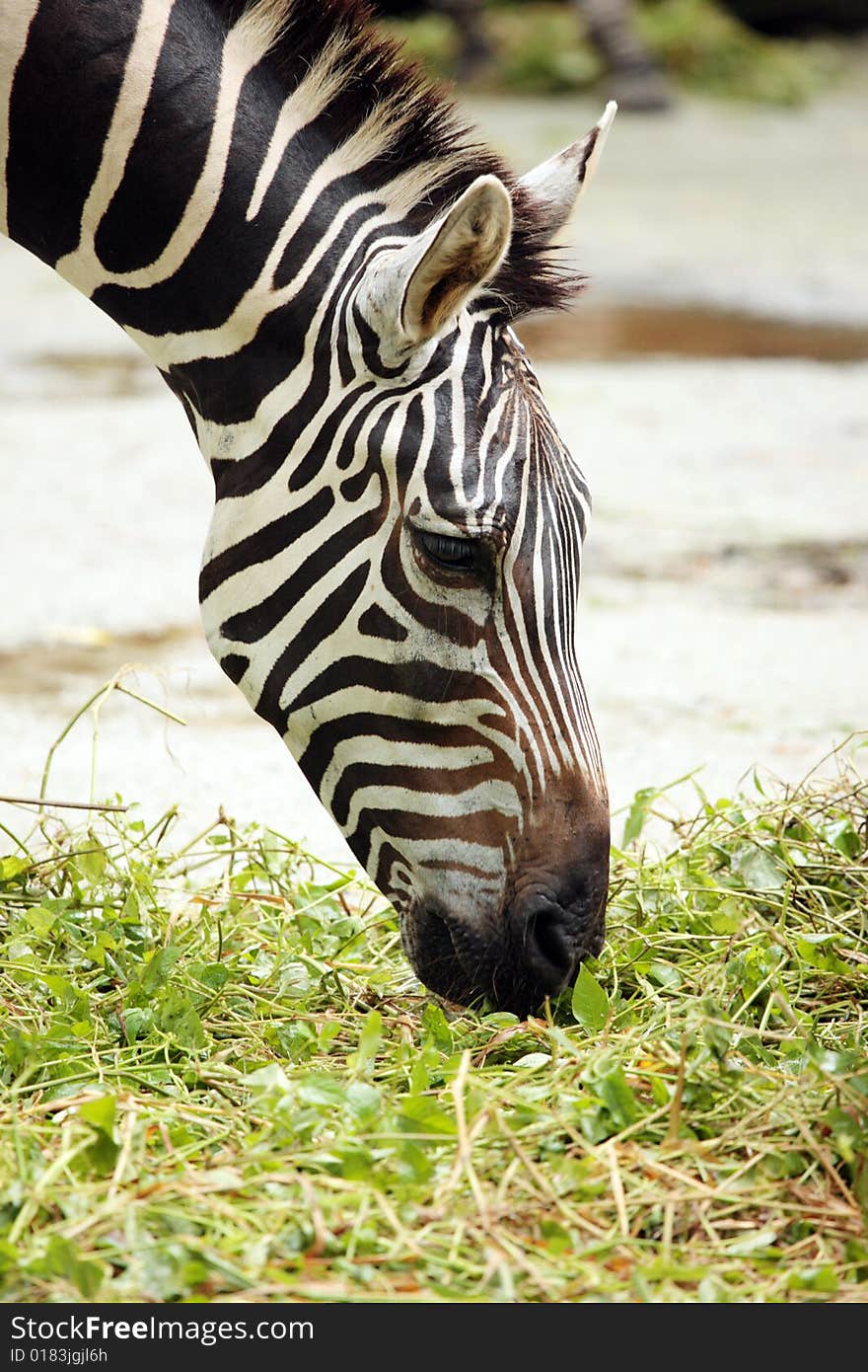 Zebra eating