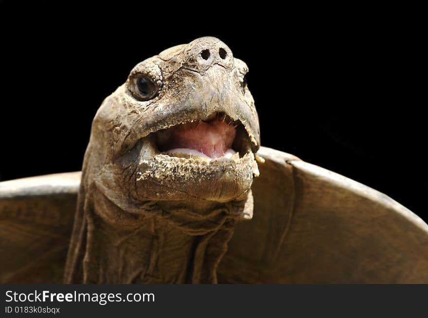 A tortoise opening up its mouth. A tortoise opening up its mouth