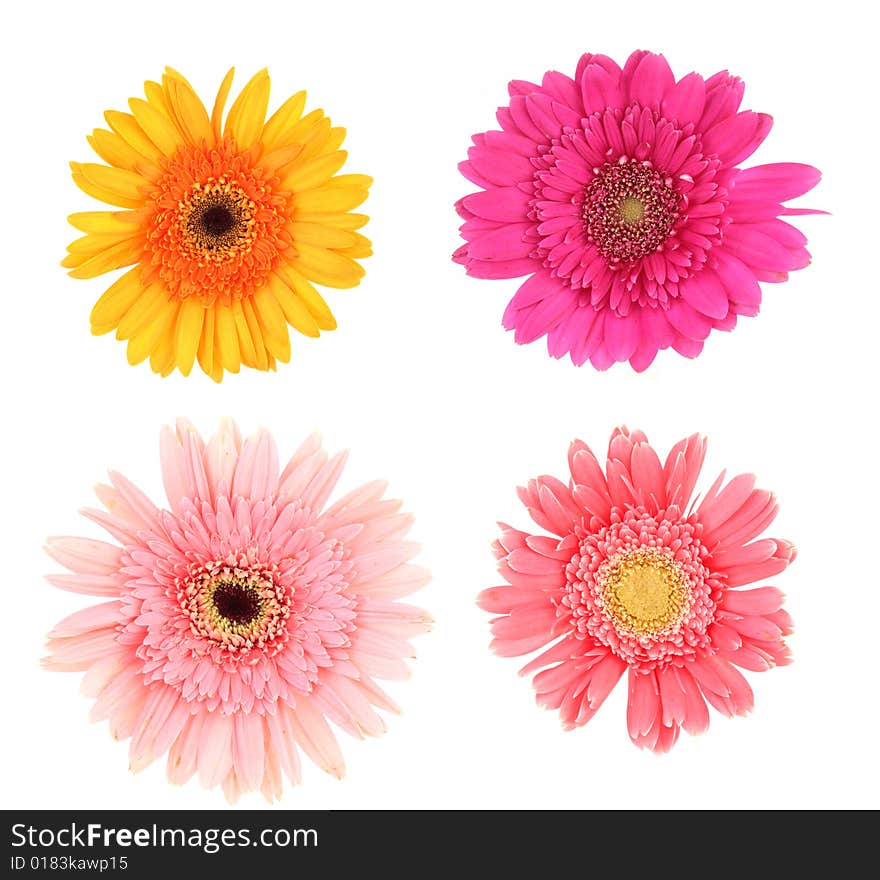 Gerber Daisies On White