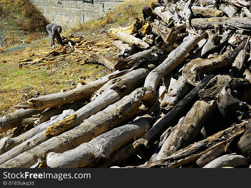 A people was cleaning up pieces of woods near a heap of logs. The picture was photoed at xinjiang, China. A people was cleaning up pieces of woods near a heap of logs. The picture was photoed at xinjiang, China.