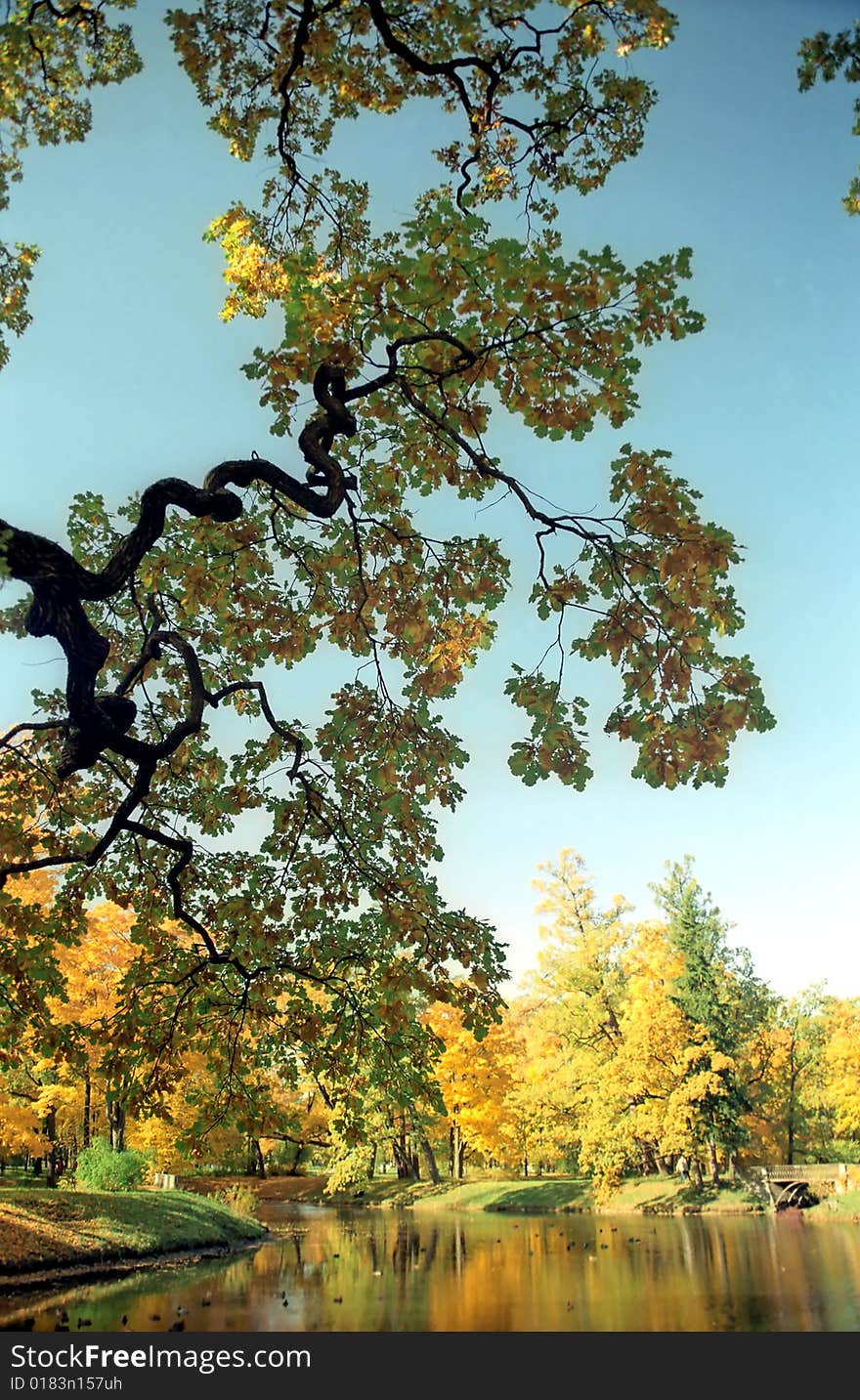 Picturesque view of the autumn pond with tree branch in front