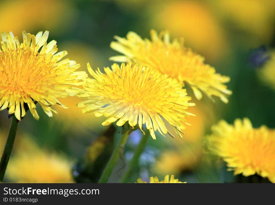 Dandelion On Field