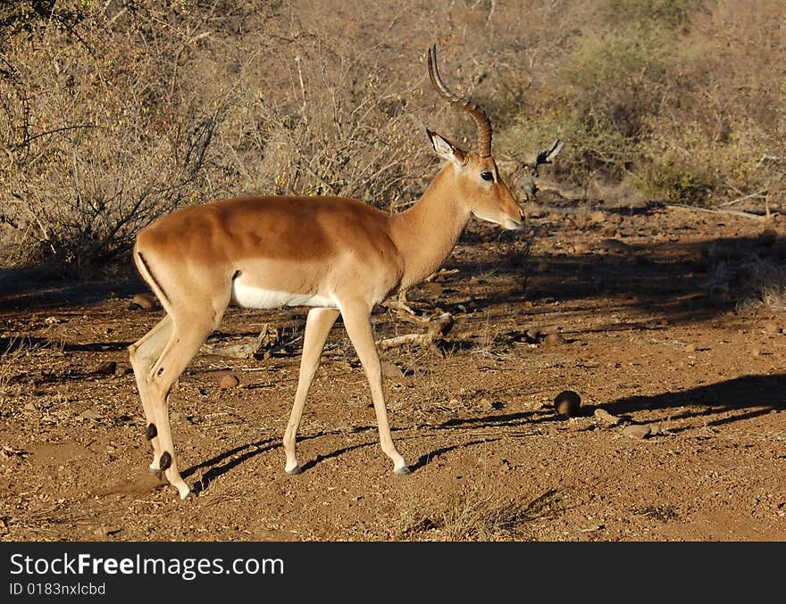 Impala: Aepyceros Melampus