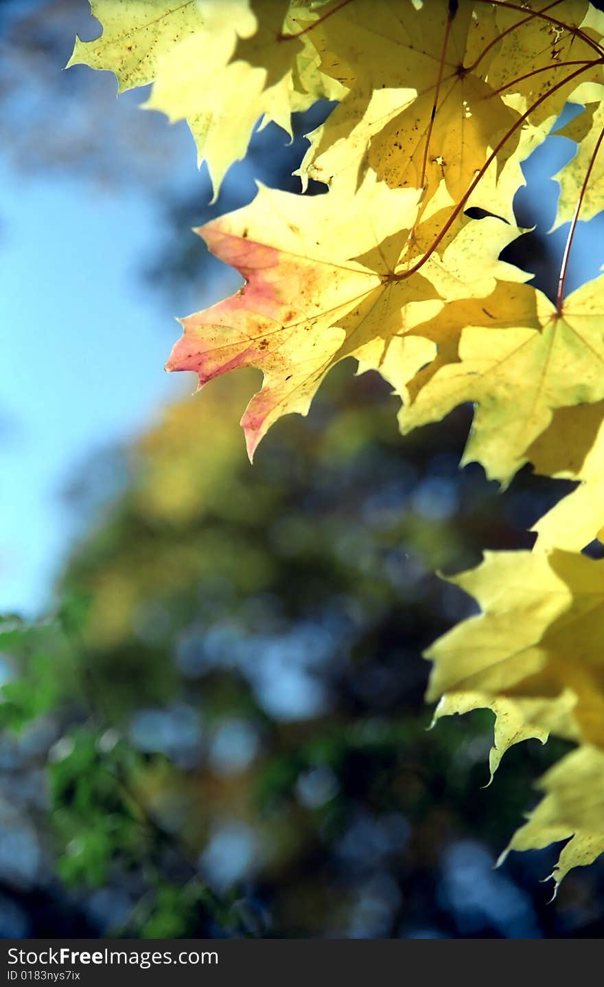 Maple autumn leaves close up. Maple autumn leaves close up