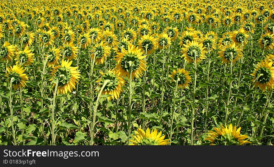 Sunflower field