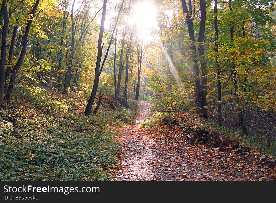 Autumn park in beams of the coming sun. Autumn park in beams of the coming sun