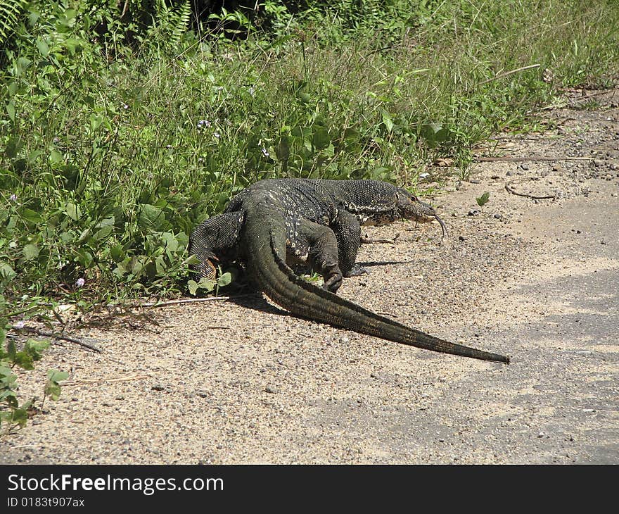 Big varanus on road in Sri Lanka.