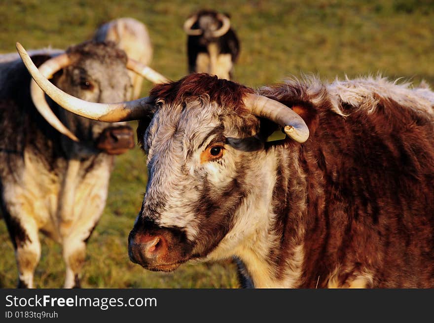 Longhorn Cattle