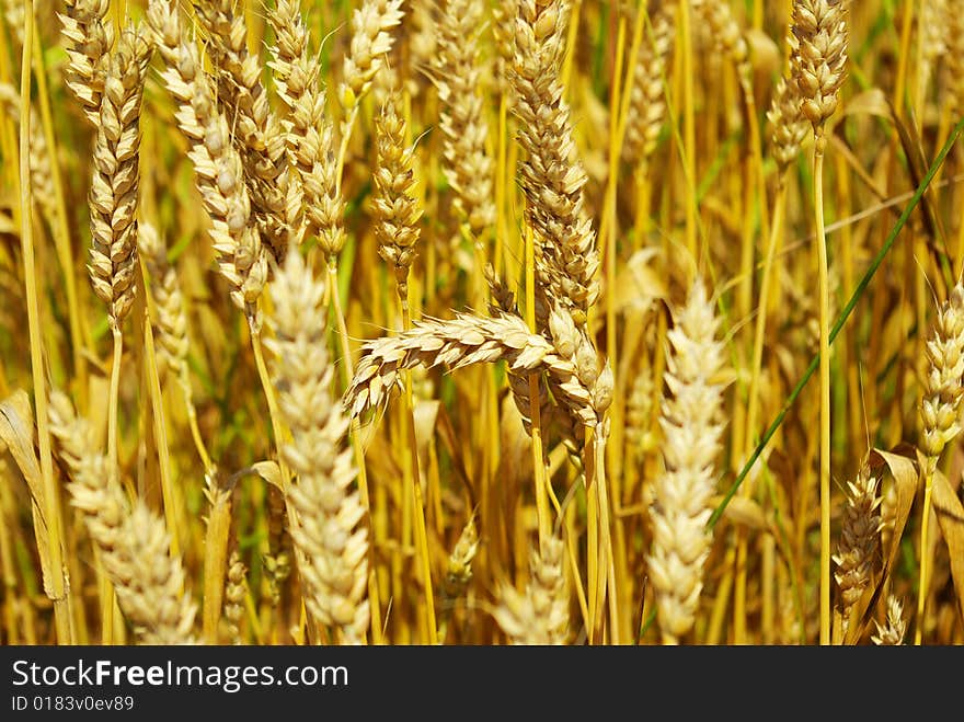 Grain ready for harvest growing in a farm field