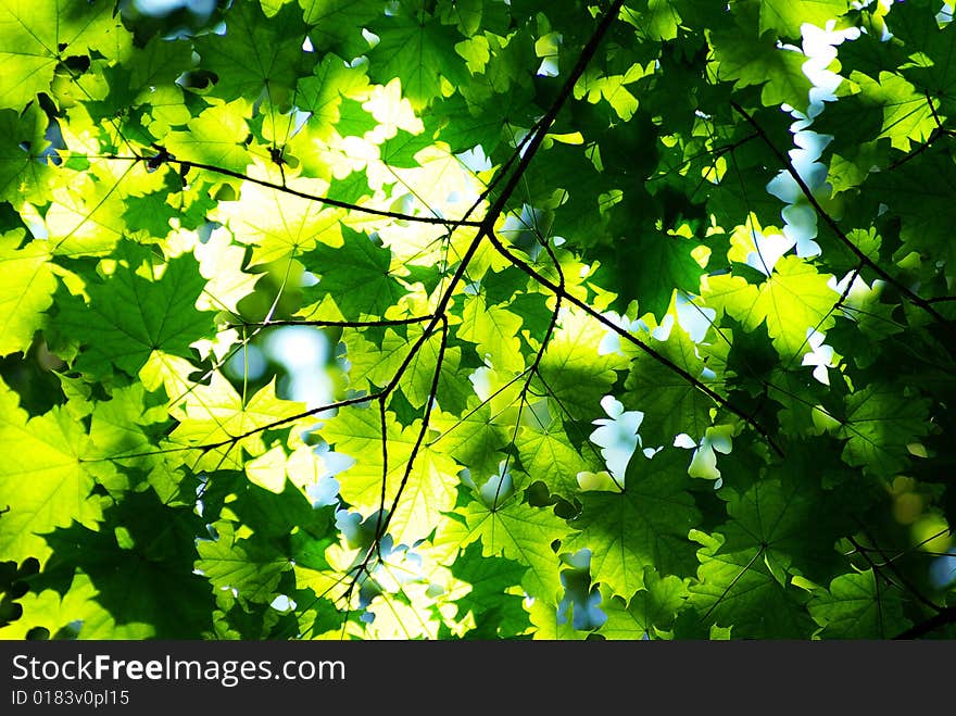 Green leaves background in sunny day