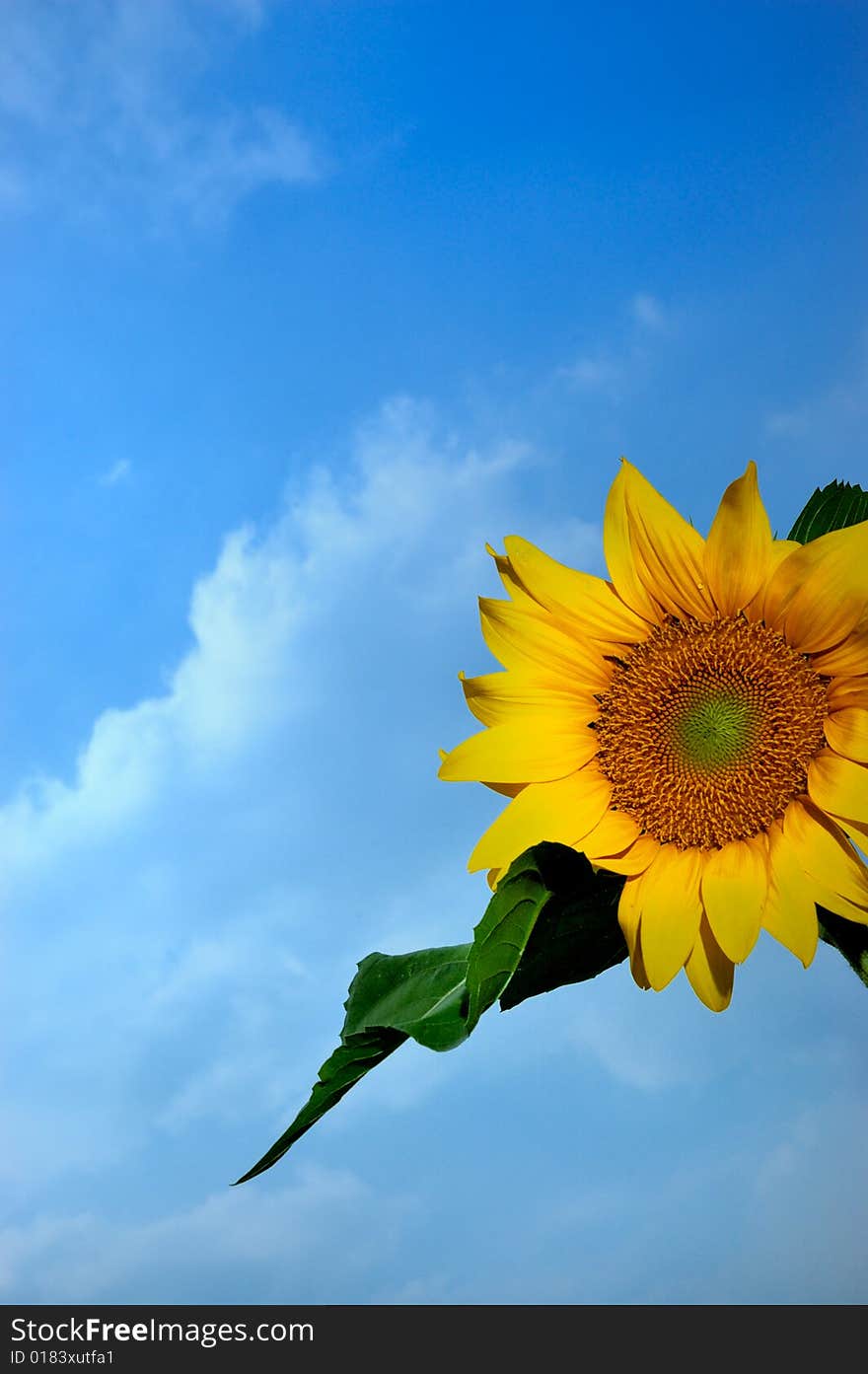 Sunflower in blue sky