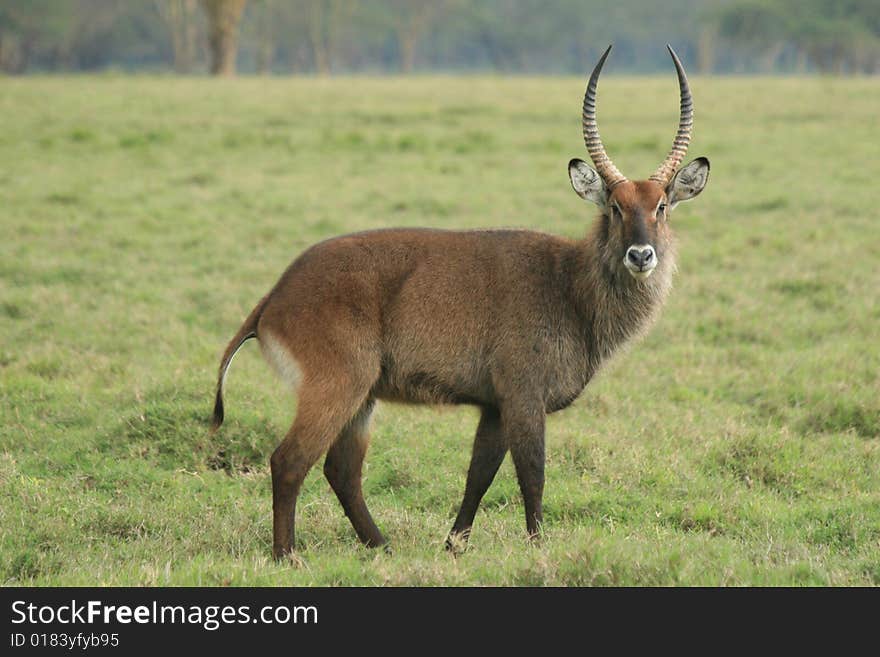 A photo taken in kenya of an animal with big horns. A photo taken in kenya of an animal with big horns