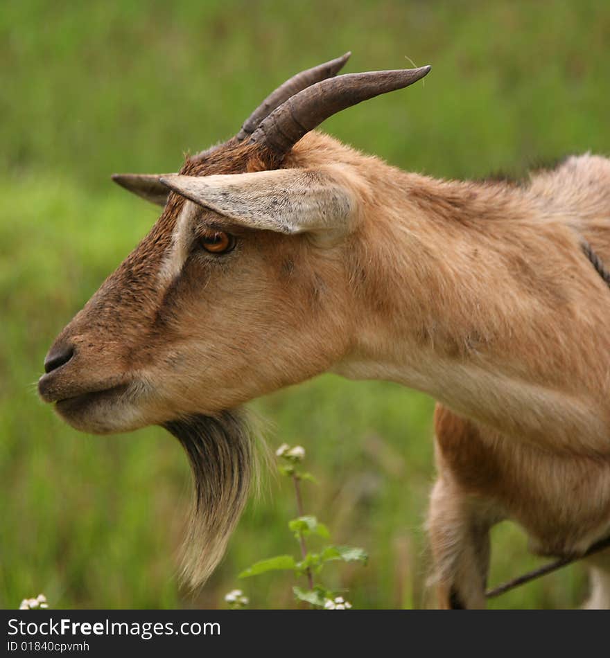 Billy Goat on Bohol Island in the Philipinnes