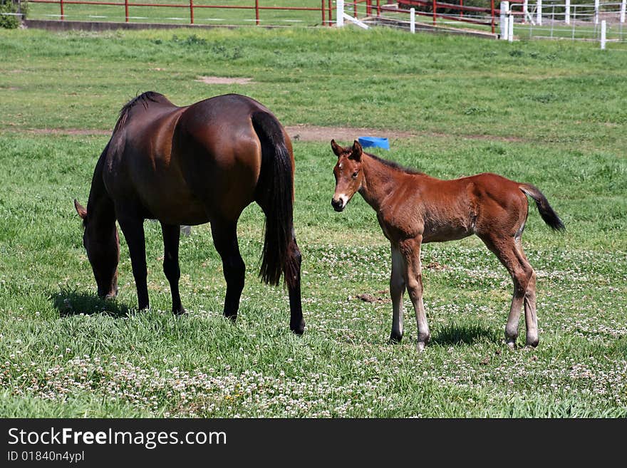 Recently born thoroughbred foal and mother in paddock of racehorse stud. Recently born thoroughbred foal and mother in paddock of racehorse stud.