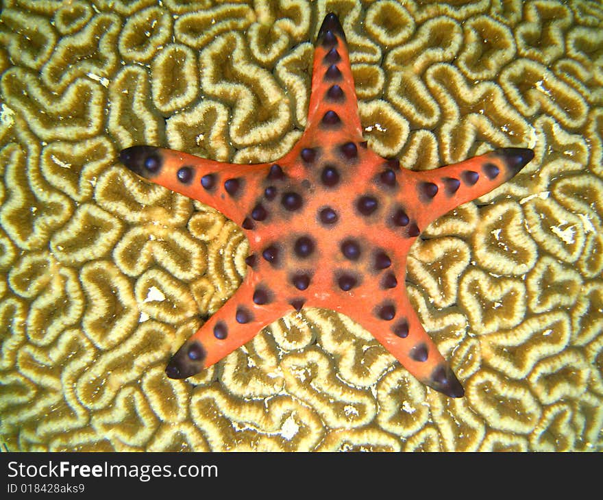 Red starfish on a Brain Coral. Red starfish on a Brain Coral