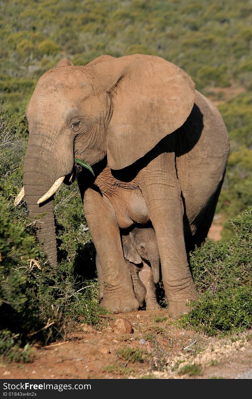 Mother elephant standing protectively over baby calf. Mother elephant standing protectively over baby calf