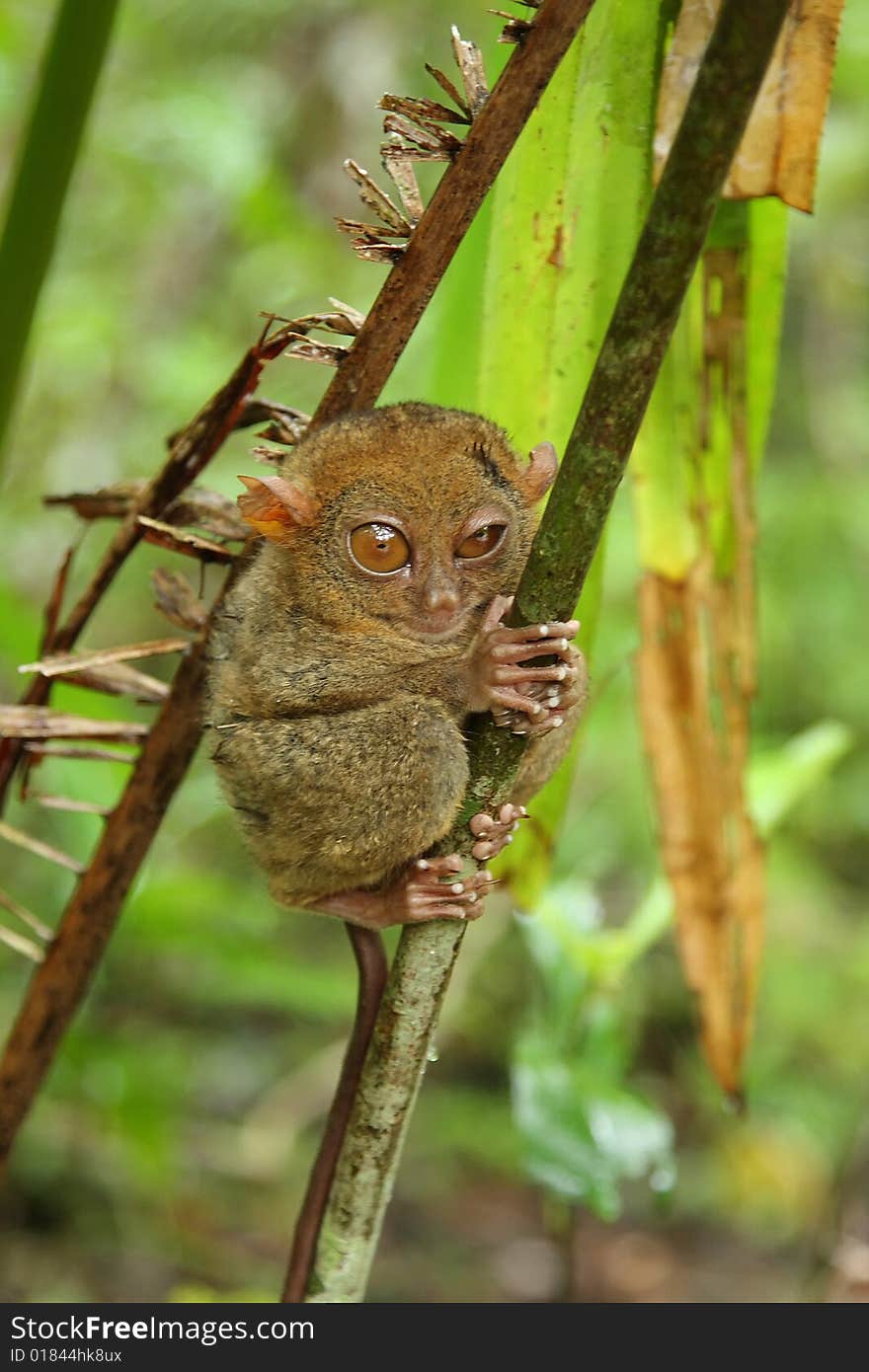 Tarsier