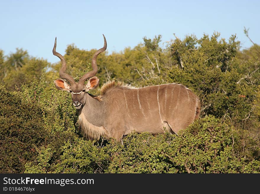 Alert kudu bull eating green shrubs in the wild