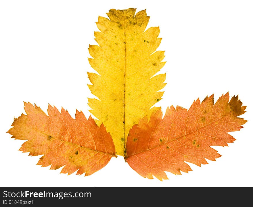 Autumn Leaf isolated on white background