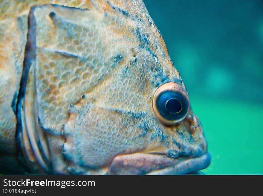 Tropical Fish Closeup