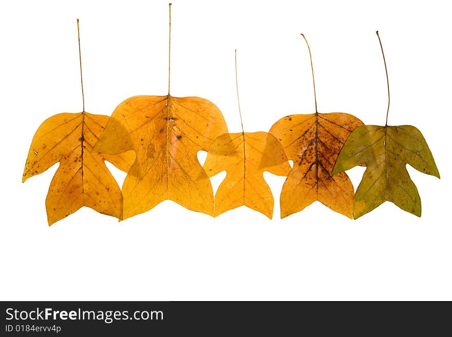 Yellow autumn  Leafs on white
 Background