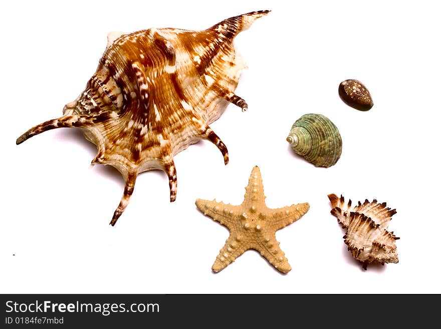 The set of sea souvenirs on a white background is isolated