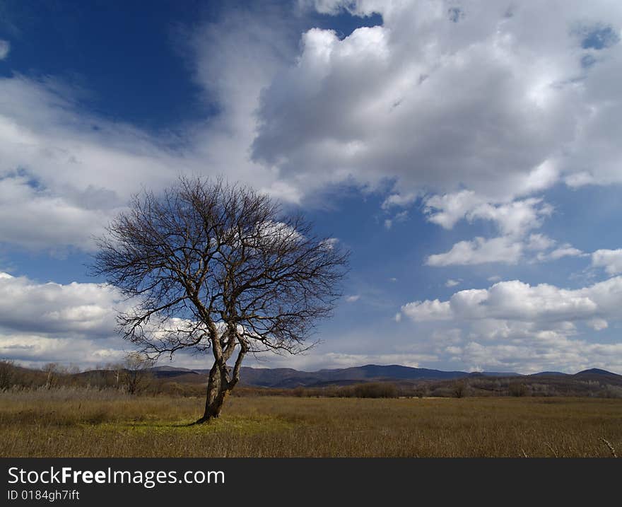 Tree and clouds