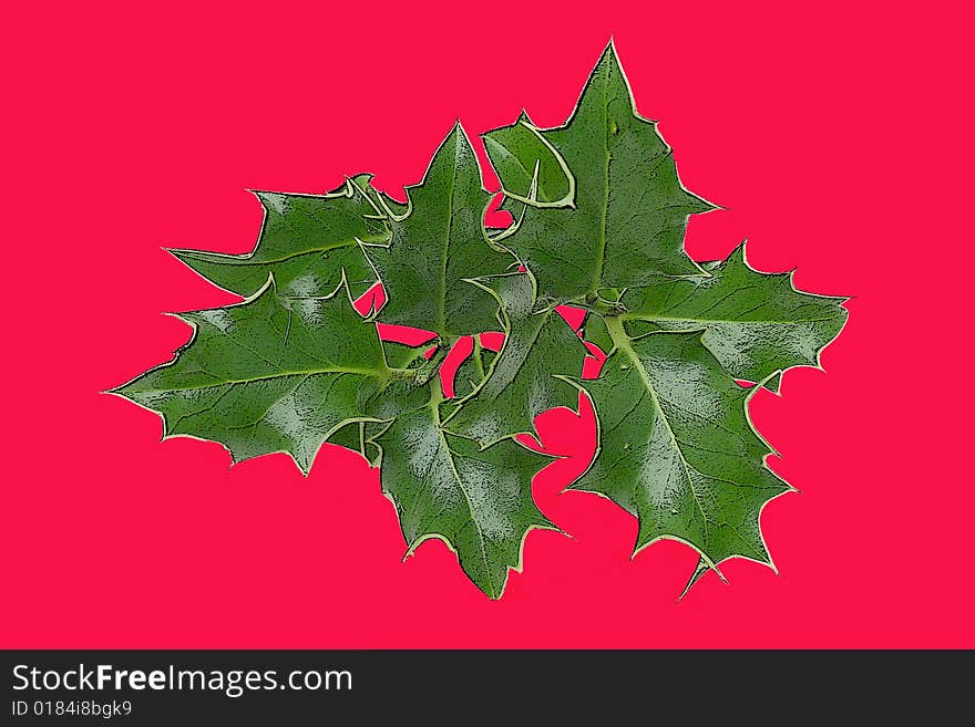 A sprig of holly featured on a red background as a card