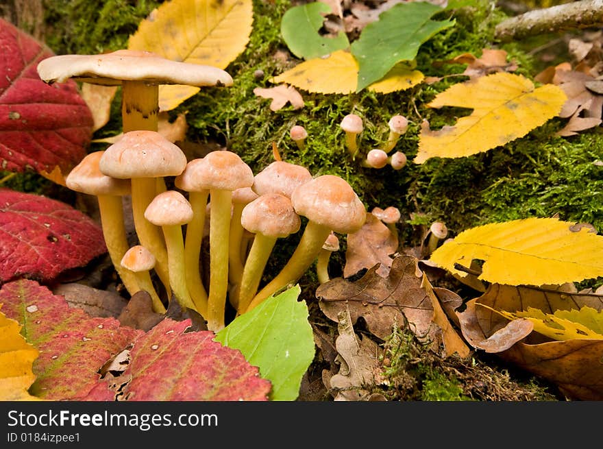 Mushrooms false honey agarics.