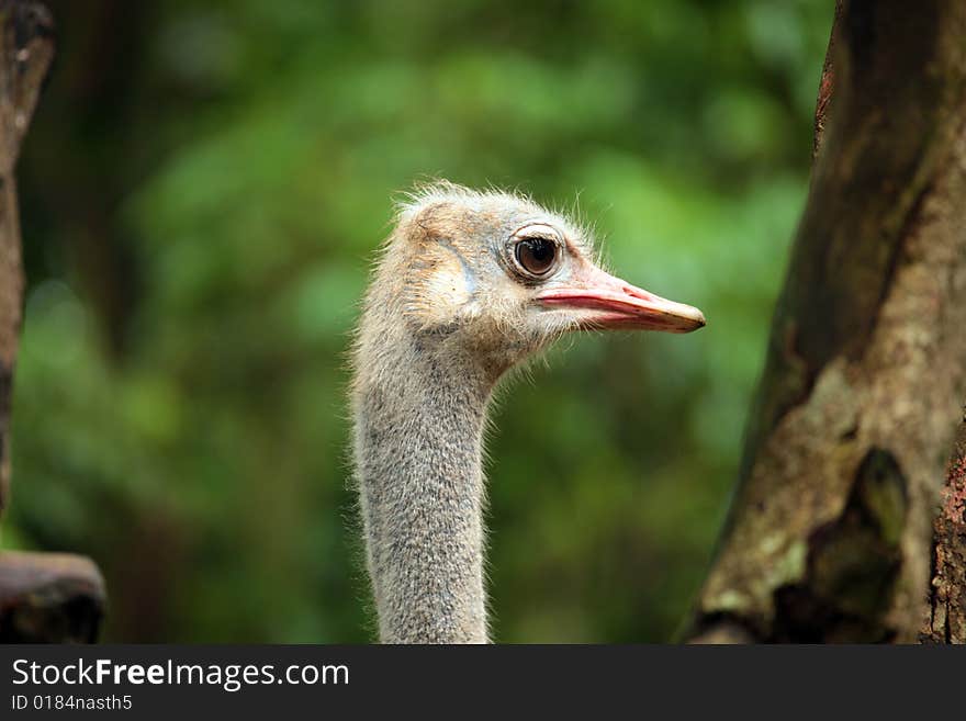 Ostrich Head