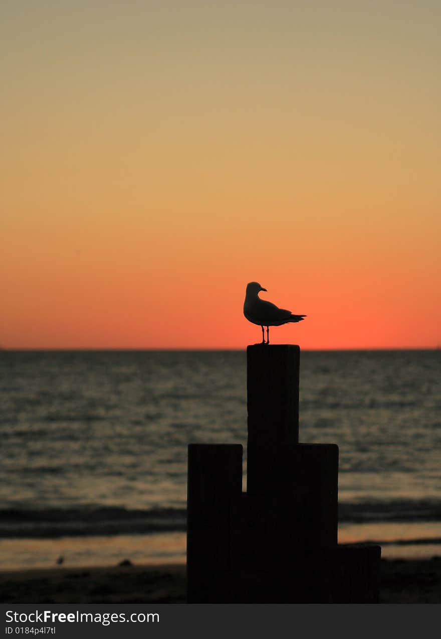 Seagull in dusk