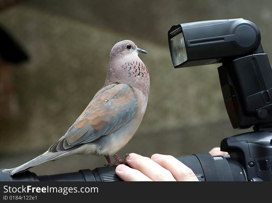 Dove bird perched on a photographers lens. Dove bird perched on a photographers lens