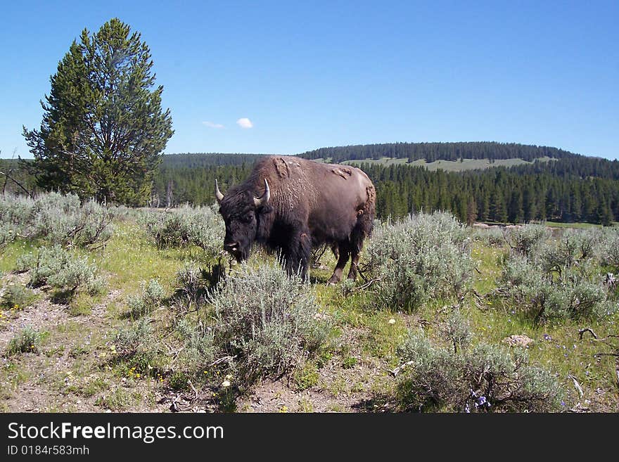 Bison eating.  Shedding its coat.