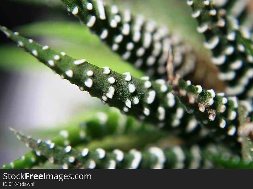 Plant macro