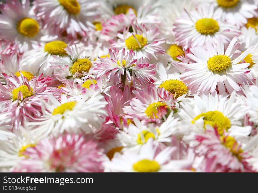 Daisy flowers background close up